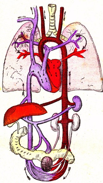 Hematosis and blood circulation, 'life and health ' by dr jules rengade paris 1881