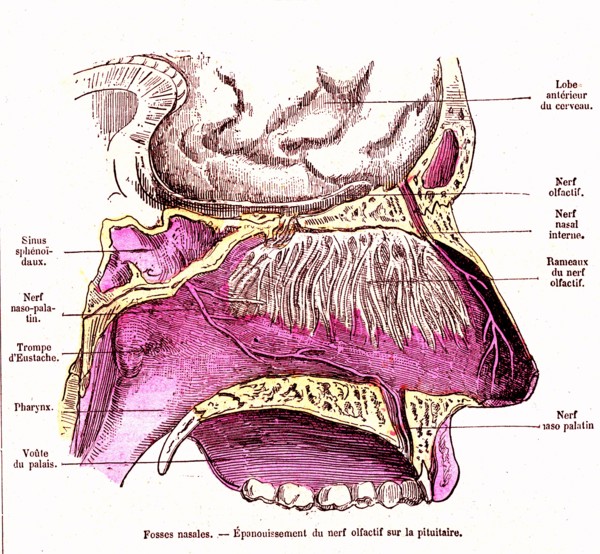 Nasal and olfactive nerve, ' life and health ' by dr jules rengade, paris 1881