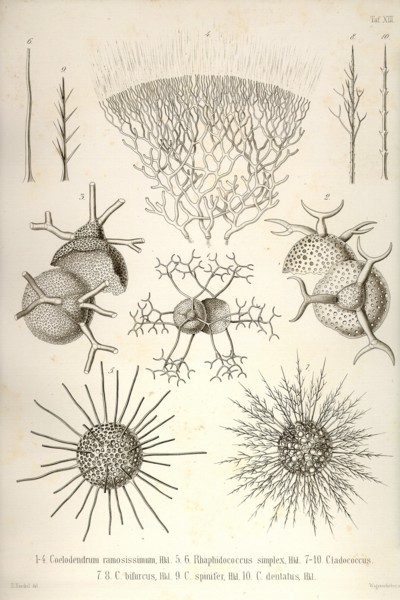 Coelodendrum Ramosissimum and others