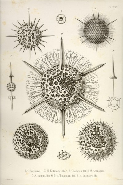 Haliomma, H. Echinaster, H. Castanea, Actinomma, A. Inerme, A. Trinacrium, A. Drymodes