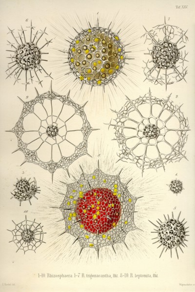 Rhizosphaera, R. Trigonacantha, R. Leptomita