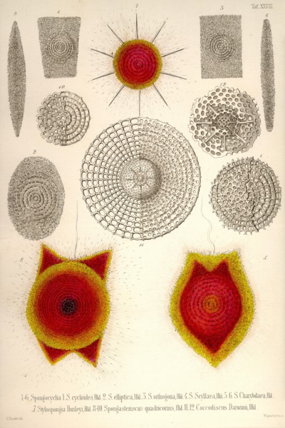 Sponge type Radiolaria and Coccodiscus Darwinii