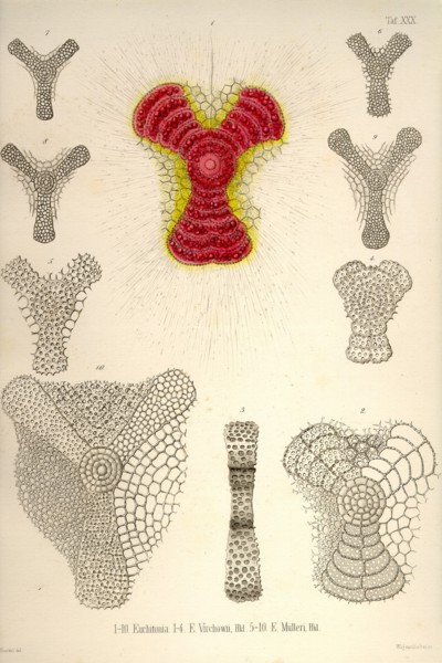 Euchitonia, E. Virchowii, & E. Midleri