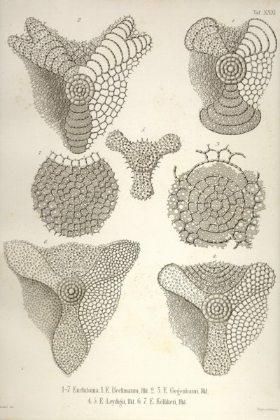 Collection of Euchitonia