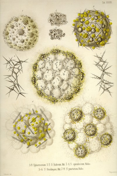 Sphaerozoum, S. Italicum, S. spinulosum, S. Ovodimare, S. punctatum