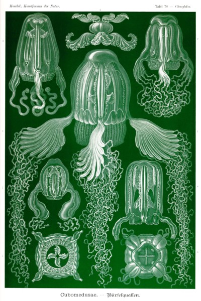 Box Jelly Fish