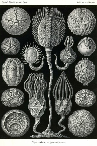 Echnoderms