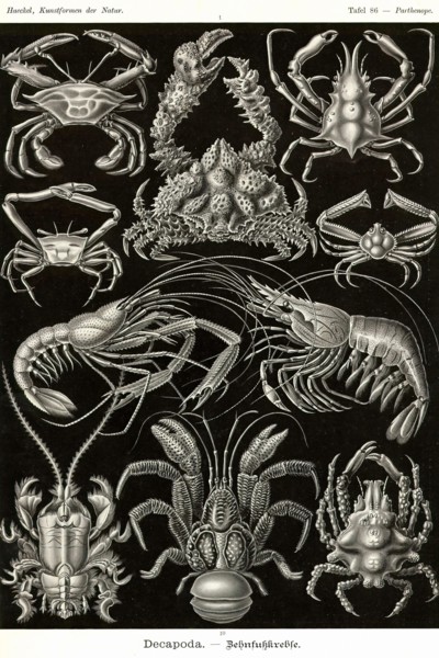 Crustaceans
