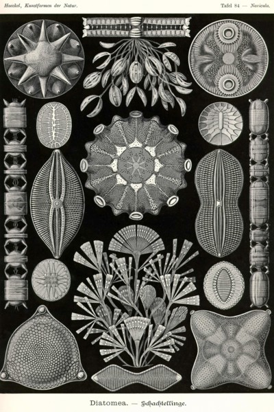 Diatoms