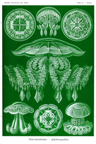 Jelly Fish