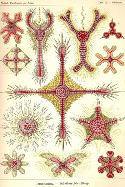 Discoidea