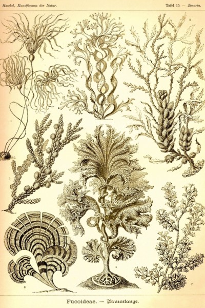 Seaweed
