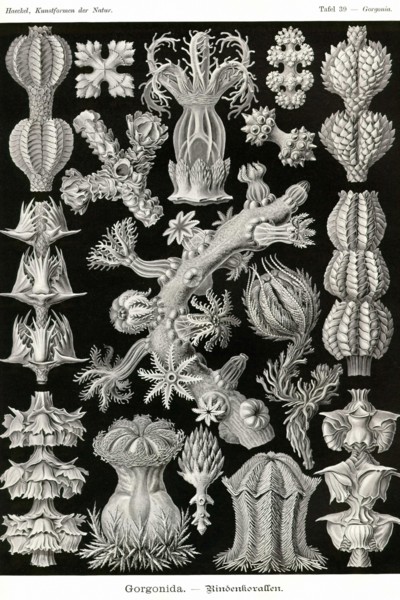 Gorgonida