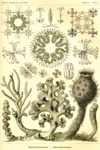 Hexactinellae