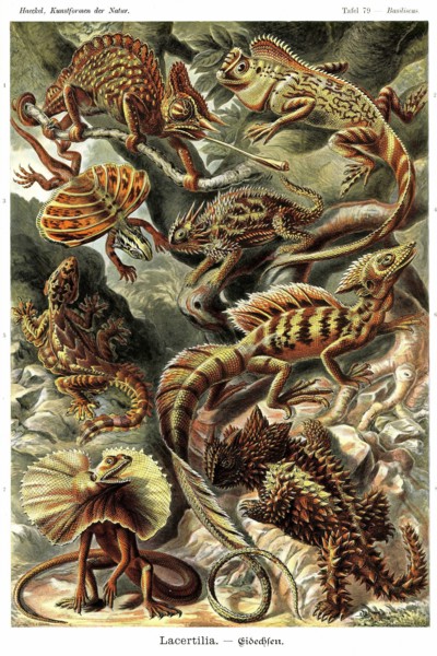 Lizards