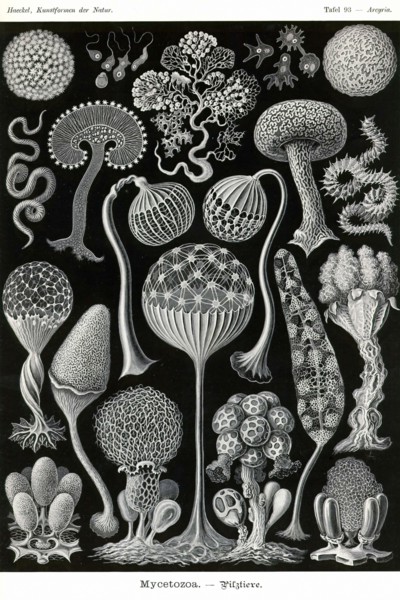 Slime Molds