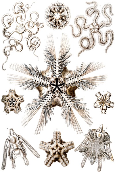 Brittle Stars