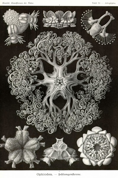 Brittle Stars