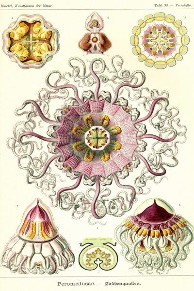 Jelly Fish