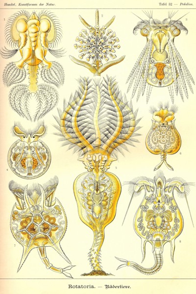 Rotatoria, rotifera worms