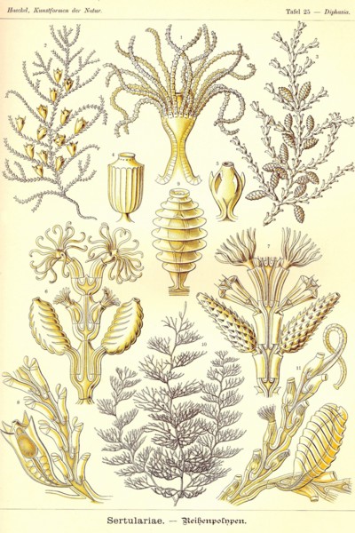 Sertulariae