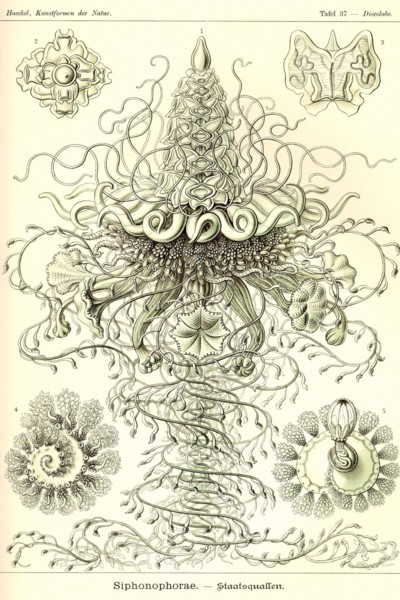 Siphoneae Hydrozoa