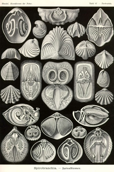 Spirobranchia or fanworms