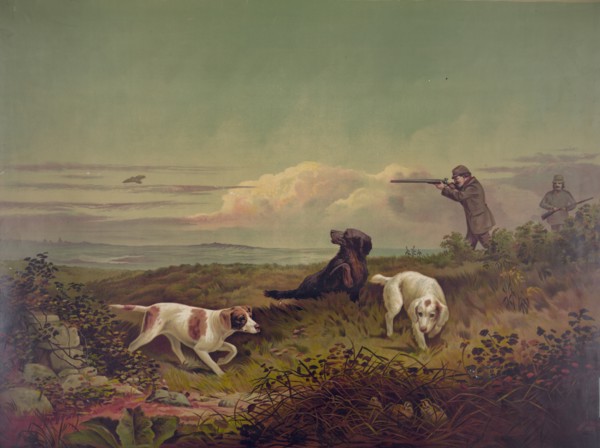 Quail Shooting