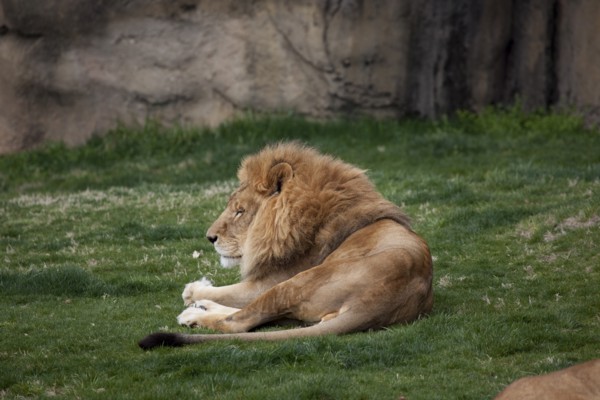 Male  Lion at Rest