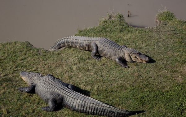 Gator Alley at the D'Olive Boardwalk Park in Daphne, Alabama
