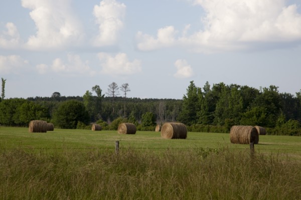 Hay bales dot the landscape