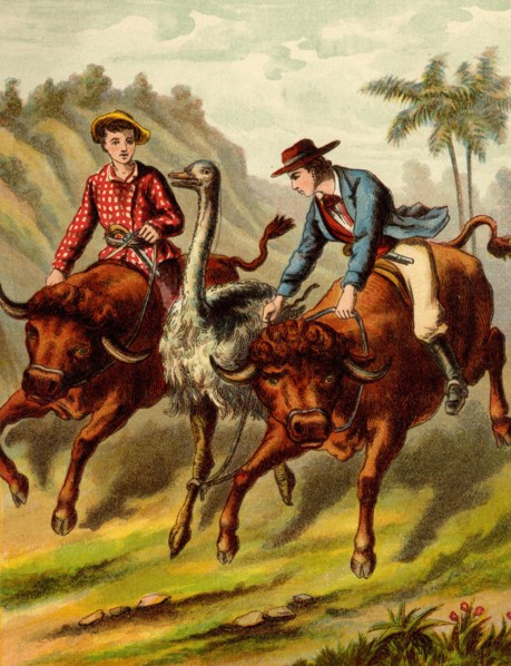 Boy & Girl riding bulls attempt to coral a large ostrich