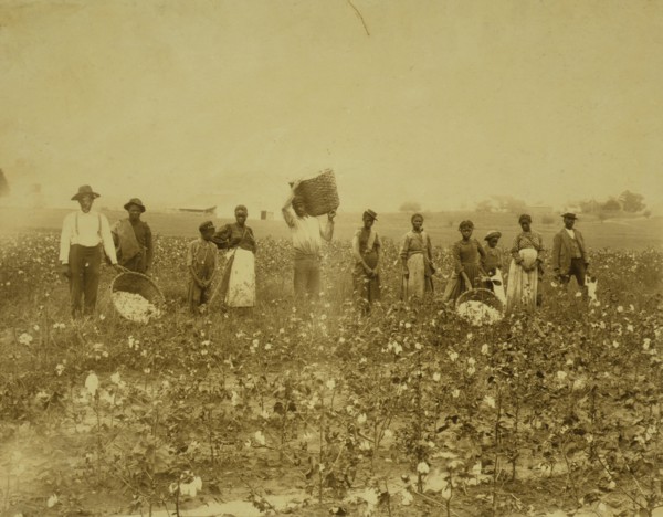 Land of cotton
