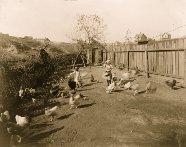 Two African American children feeding chickens in a fenced-in yard