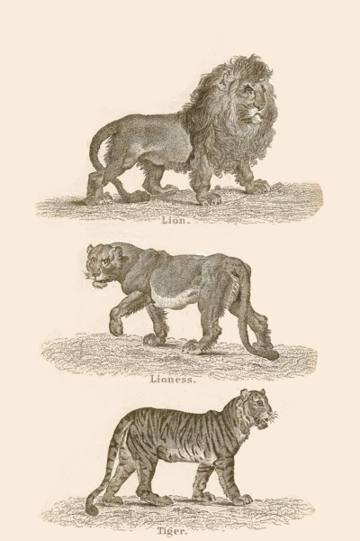 Cats