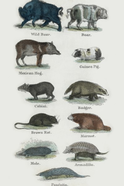 Animals