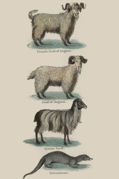 Animals