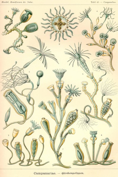 Campanariae