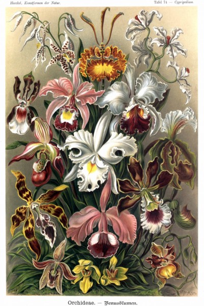 Orchids