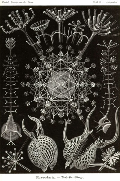 Phaeodaria radiolarians