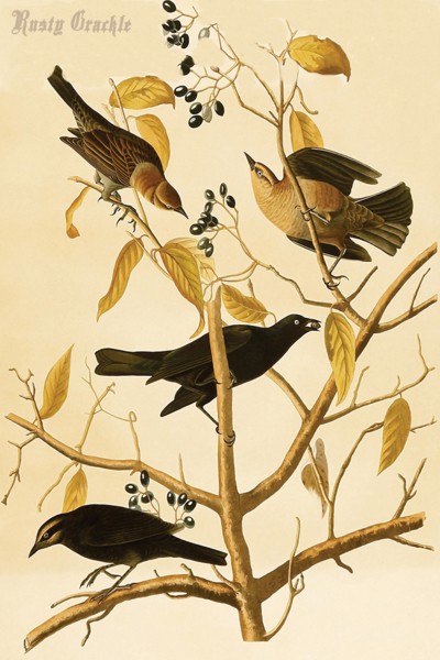 Rusty Grackle