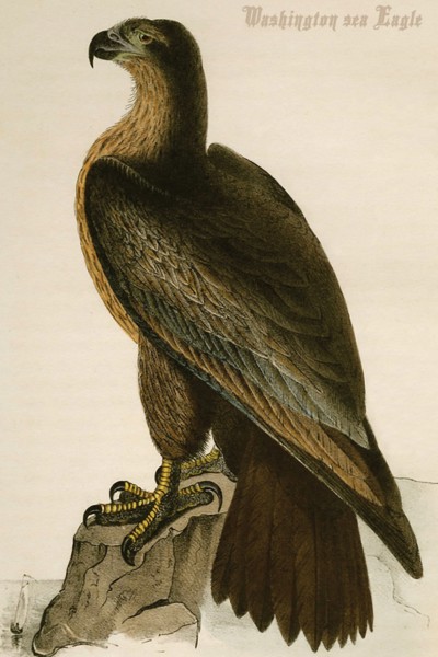 Washington sea Eagle