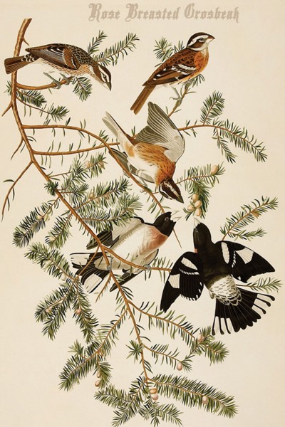 Rose Breasted Grosbeak