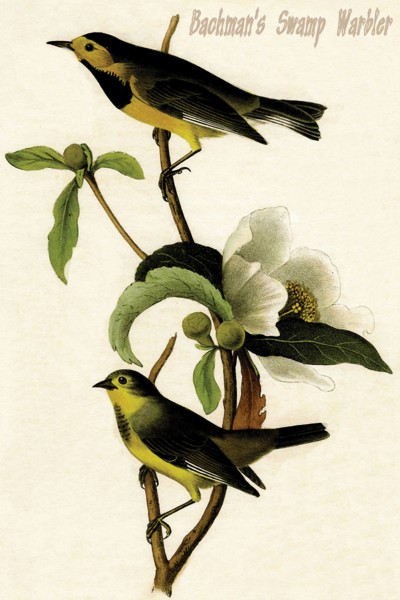 Bachman's Swamp Warbler