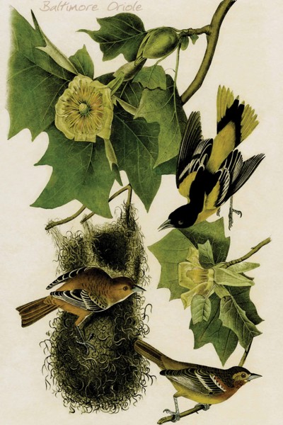 Baltimore Oriole