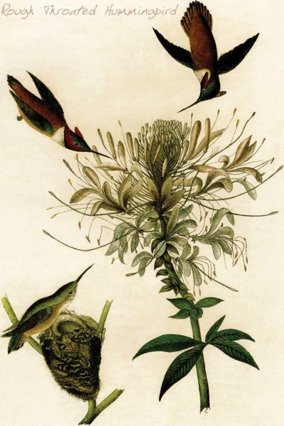 Rough Throated Hummingbird