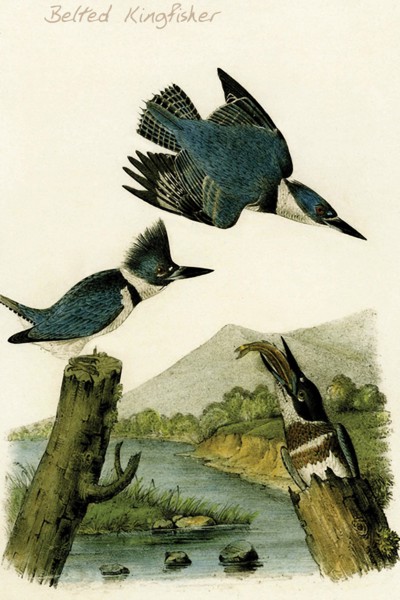 Belted Kingfisher