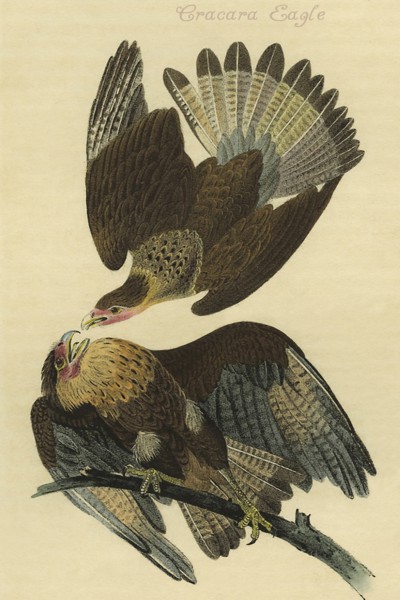 Cracara Eagle