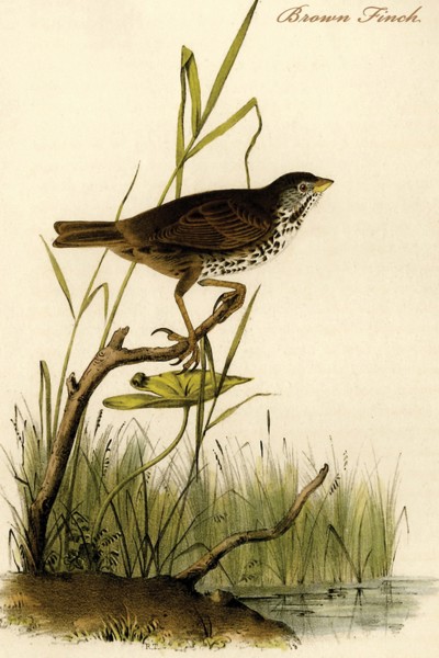 Brown Finch