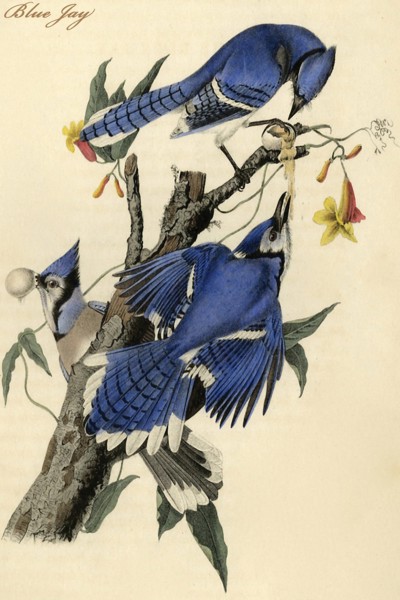 Blue Jay